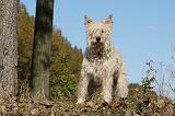 BOUVIER DES ARDENNES 268